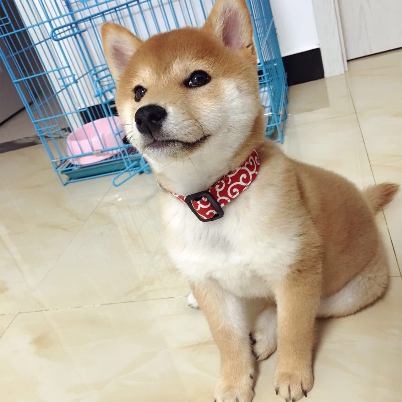 Tang grass pattern collar